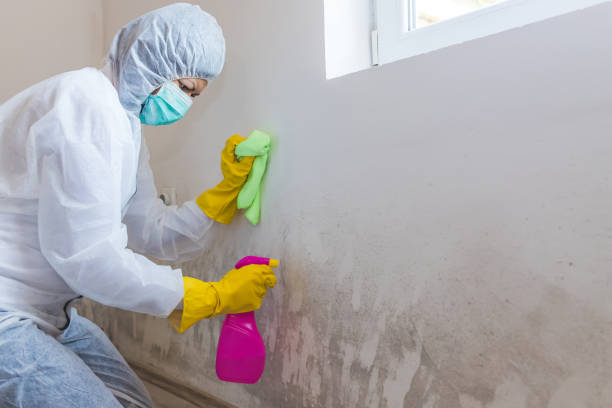 Why You Should Choose Our Mold Remediation Services in Kaplan, LA